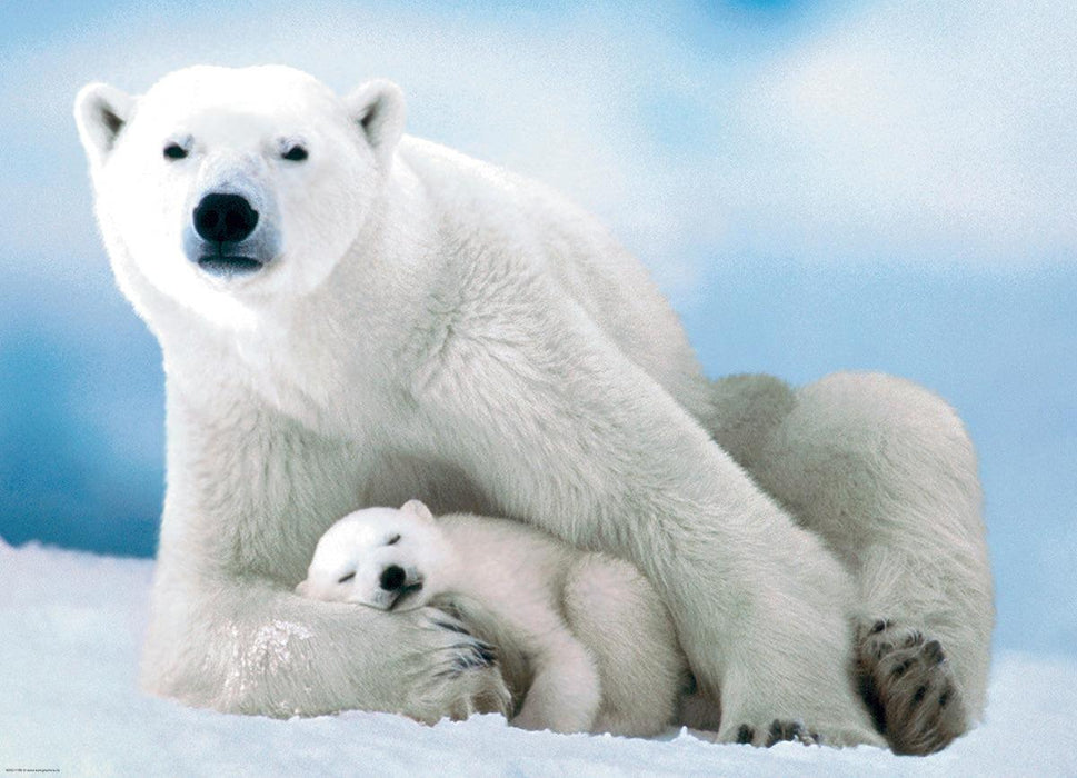 Eurographics - Polar Bear & Baby (1000-Piece Puzzle)