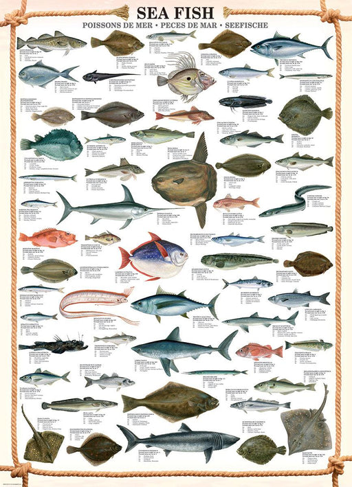 Eurographics - Sea Fish (1000-Piece Puzzle)