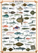 Eurographics - Sea Fish (1000-Piece Puzzle)