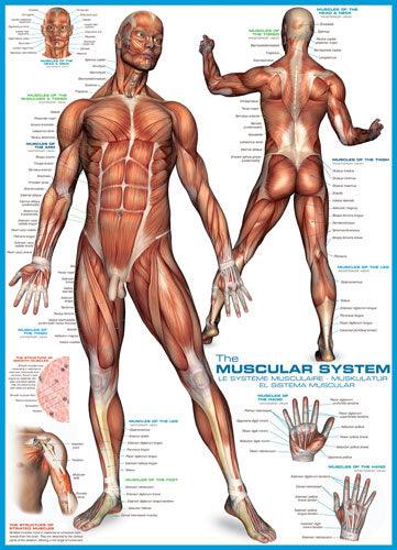 Eurographics - The Muscular System (1000-Piece Puzzle)