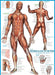 Eurographics - The Muscular System (1000-Piece Puzzle)