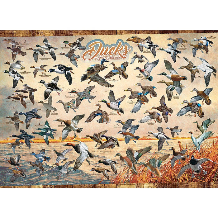 Cobble Hill - Ducks Of North America (1000-Piece Puzzle) - Limolin 