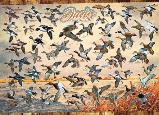 Cobble Hill - Ducks Of North America (1000-Piece Puzzle) - Limolin 