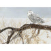 Cobble Hill - Fallen Willow - Snowy Owl (500-Piece Puzzle) - Limolin 