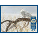 Cobble Hill - Fallen Willow - Snowy Owl (500-Piece Puzzle) - Limolin 