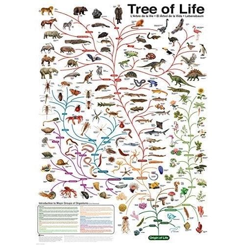 Eurographics - The Tree Of Life (1000-Piece Puzzle) - Limolin 